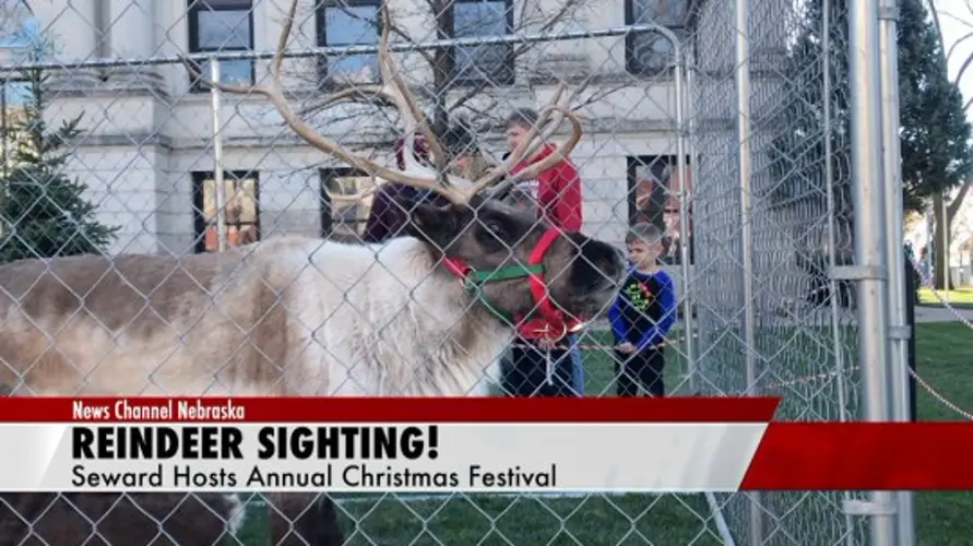 Reindeer Sighting! Seward annual Christmas festival kicks off