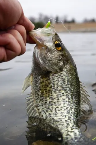 Outdoor notes: Getting hooked on spring crappie fishing