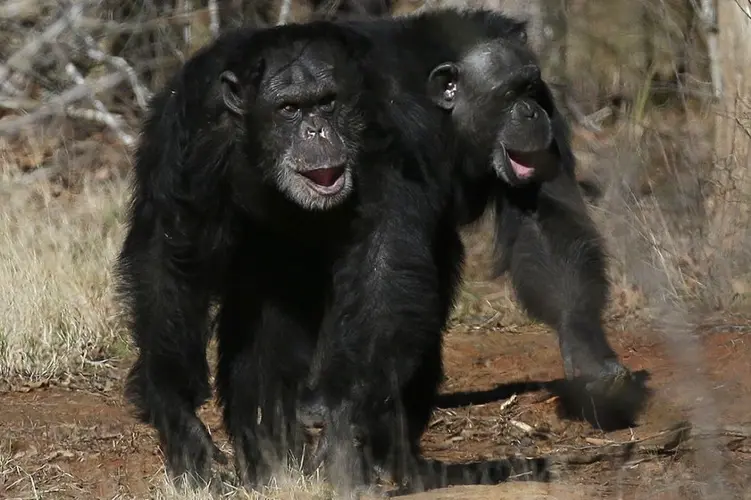 Get a load of this: Humans and great apes share similar giggles
