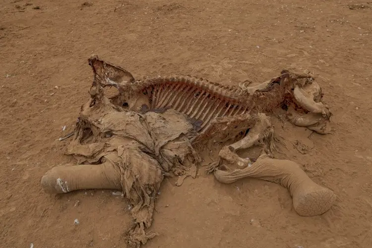 Farmers in Kenya dispute that cyanide poisoning could have killed 15 elephants
