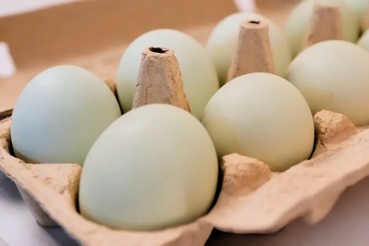 Salmonella outbreak tied to eggs has sickened 98 people since November