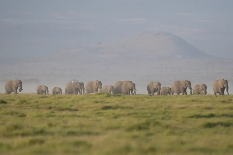 The deaths of 15 elephants in Kenya's Amboseli National Park spark investigation