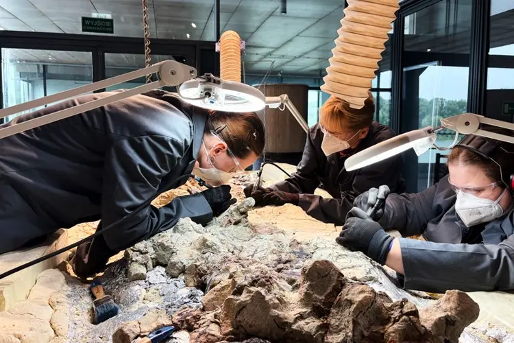 2,000 volunteers join a painstaking effort to restore massive skeleton of prehistoric predator