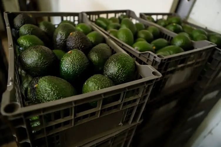 US suspends avocado inspections in Mexican state of Michoacan due to threat