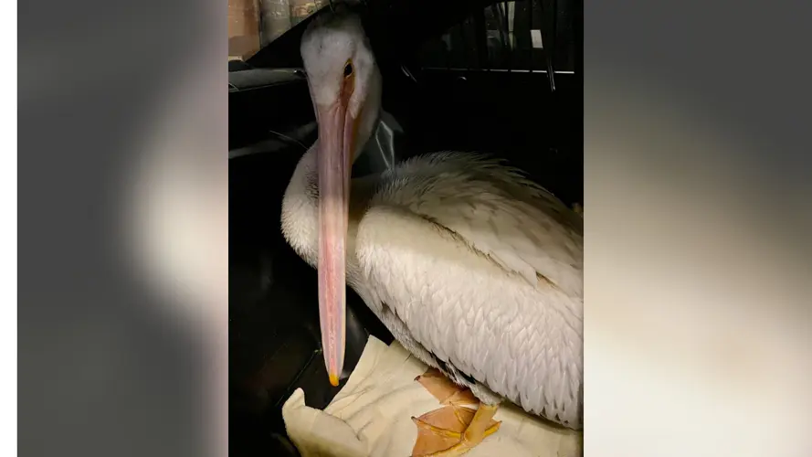 Hastings Police recover pelican after storms