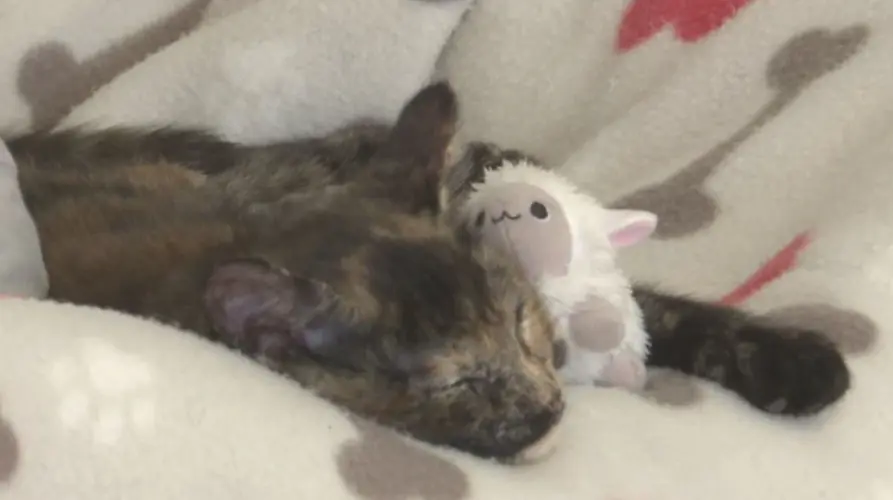 Happy Tails Fund created for injured or sick animals