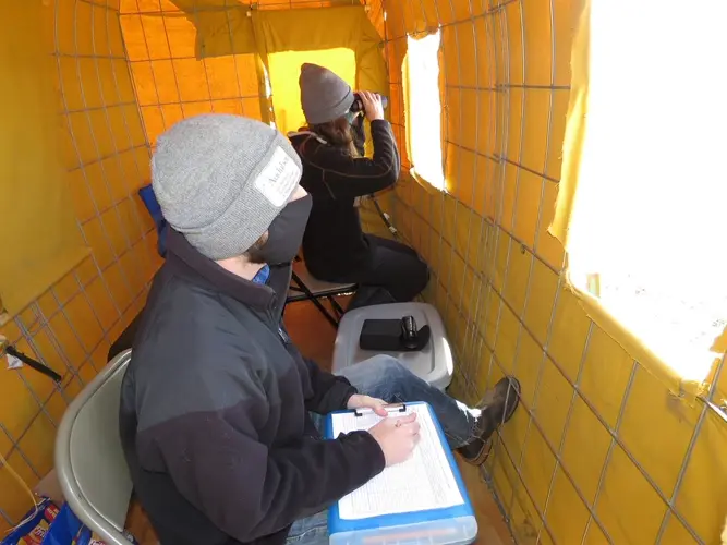 Lighting the Way: Nebraskans experiment with UV Light, save cranes’ lives