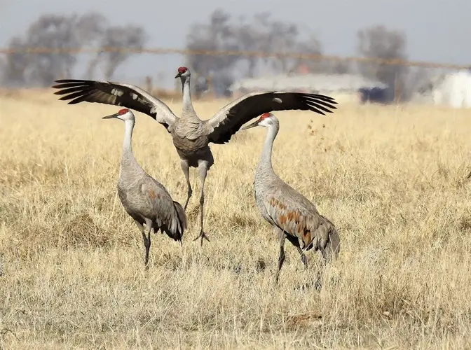The cranes are returning. Will the tourists?
