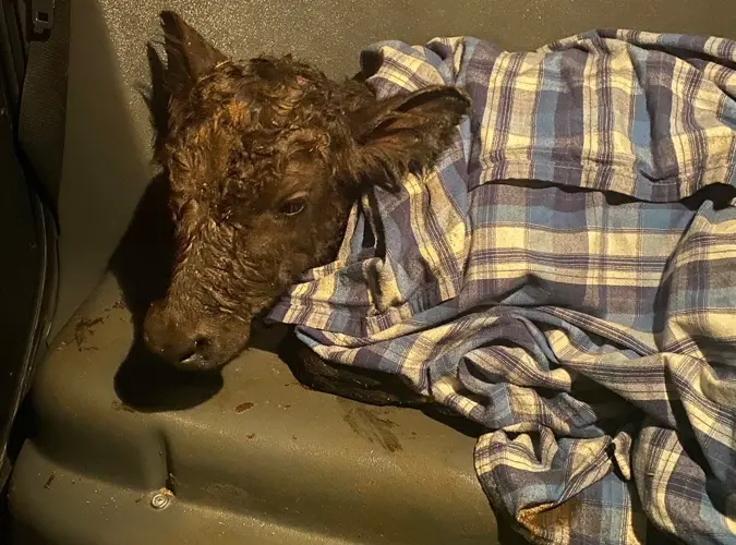 OPD officer delivers calf