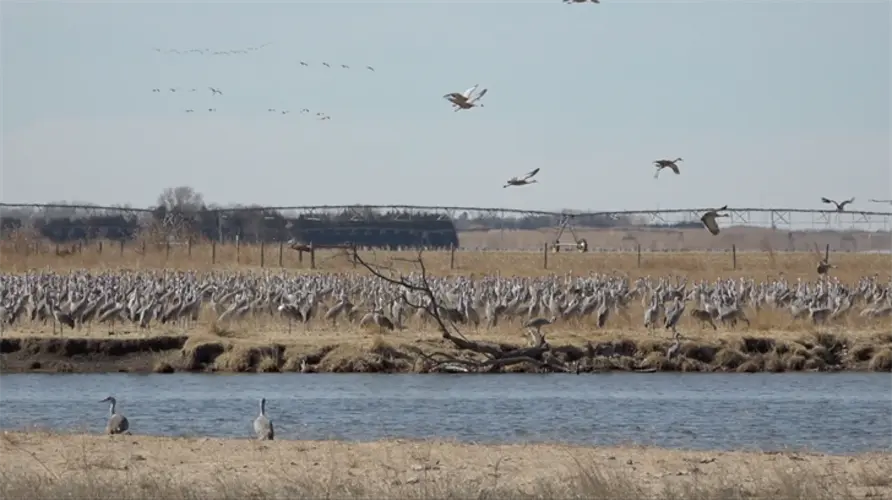 Sandhill Crane migration expected to peak this week