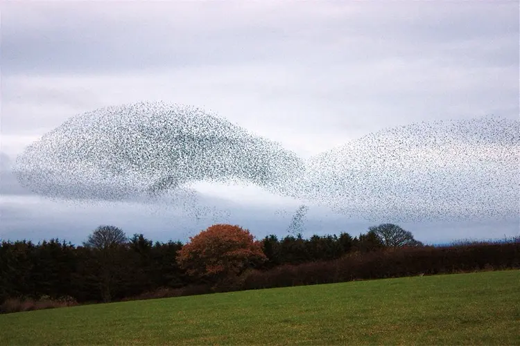 City of Grand Island treats starling population