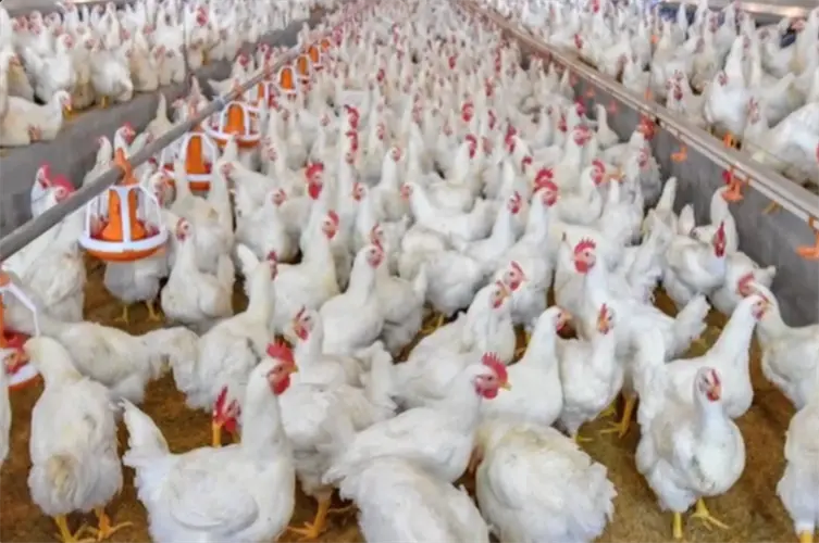 Bird flu hits Kearney County flock