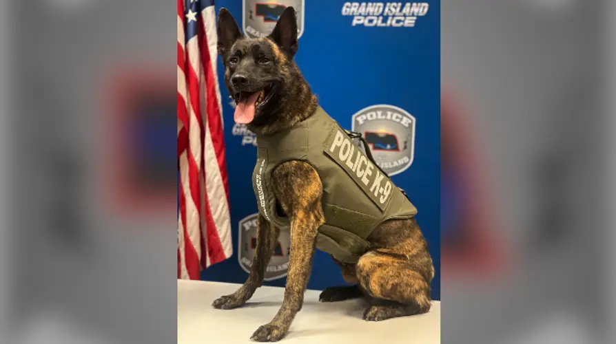 Four legged officer is donated new protection gear