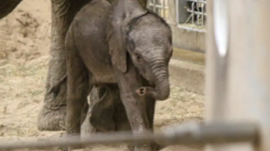Omaha Zoo's baby elephant has been named