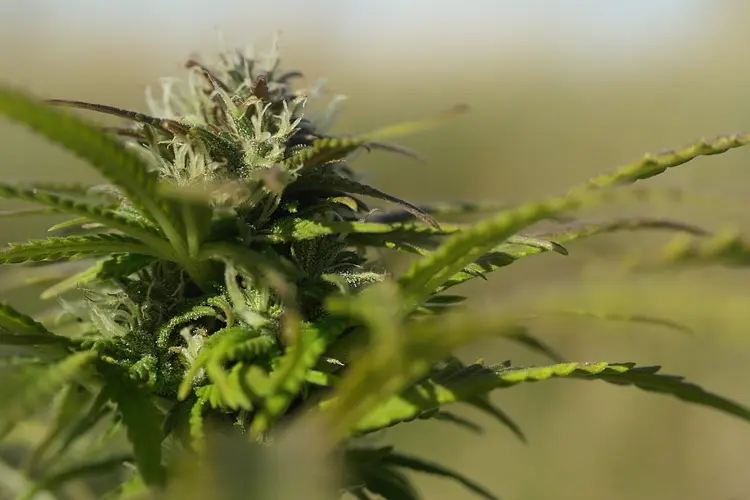 Medical pot group asking big
