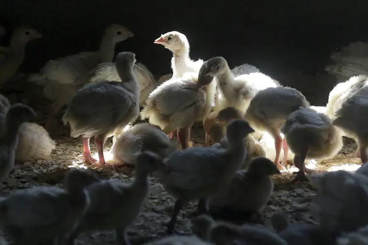 Bird flu’s grisly question: how to kill millions of poultry
