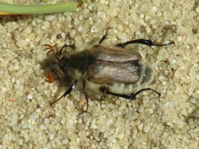 Chadron State College professor discovers new beetle species