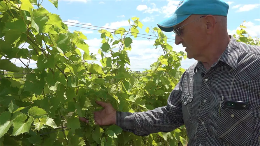 Sandhills vineyard earns national recognition at wine competition