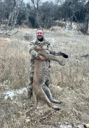 Mountain lion killed near Nenzel as season ends swiftly