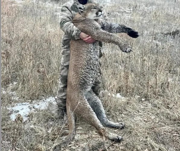 Mountain lion population in Niobrara Unit estimated at 34