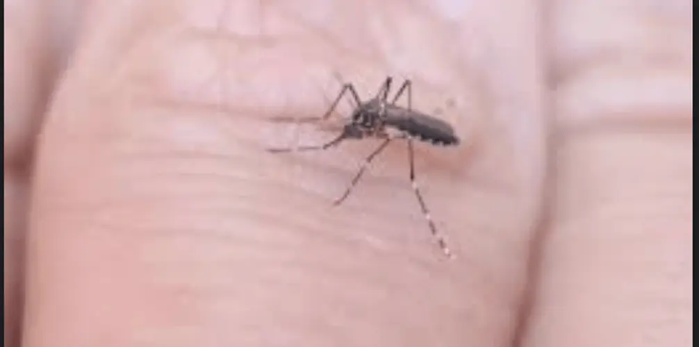 West Nile virus found in mosquitoes in Holt County