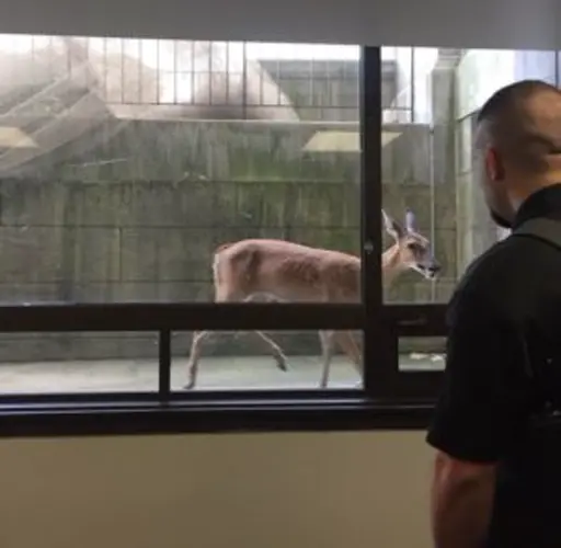 'No happy endings': A deer crashes the morning docket at the Douglas County Courthouse