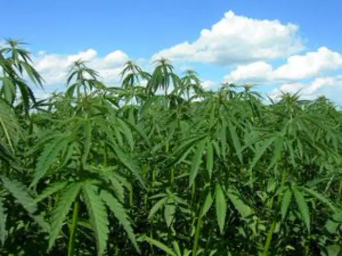 Nebraska medical marijuana campaign announces new support