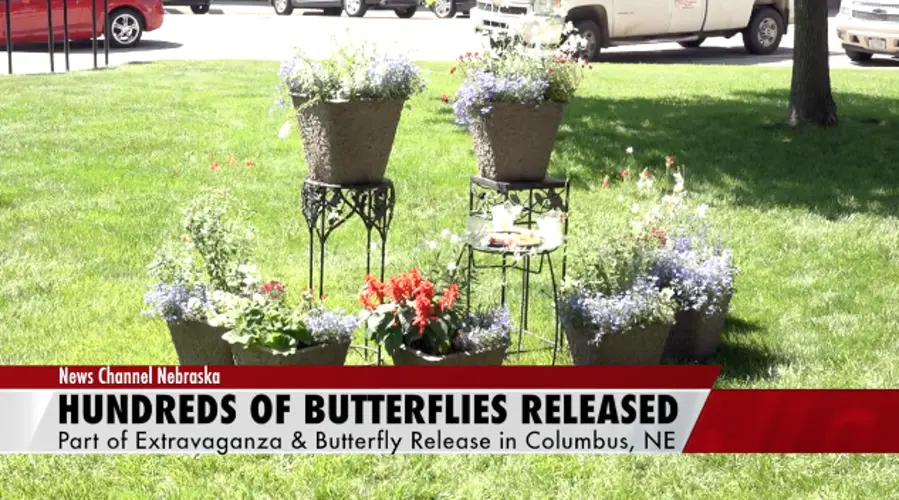 Columbus Residents Release Butterflies at Community Event