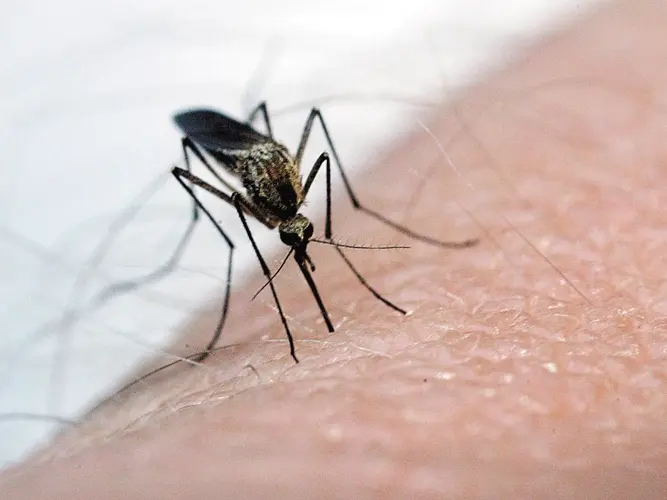 No West Nile virus cases in Nebraska so far this year