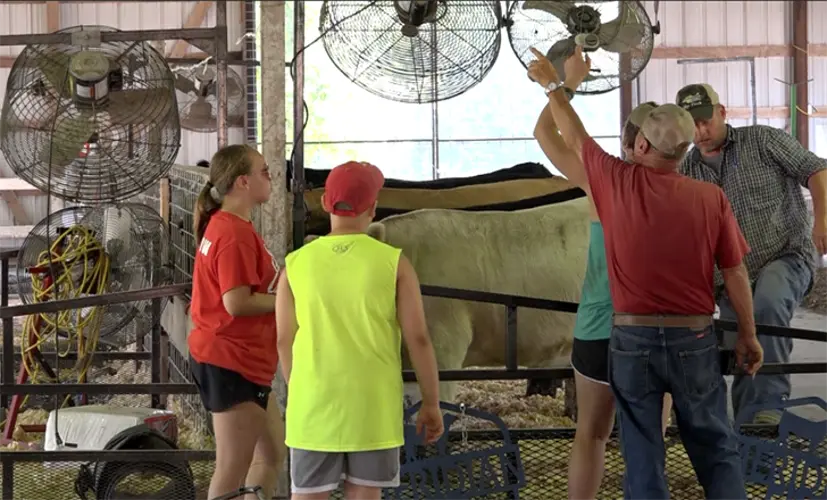 Animal experts recommend plenty of water and shade during hot days