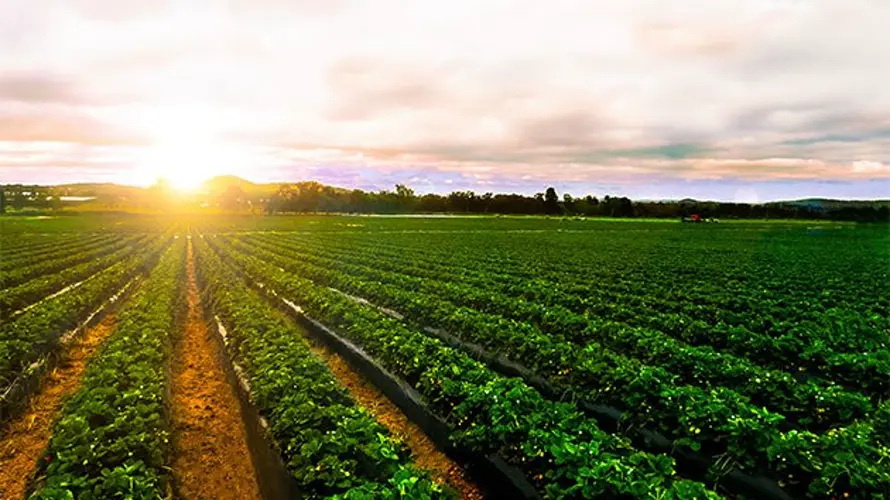 Farm, ethanol groups angered at final EPA ethanol rule