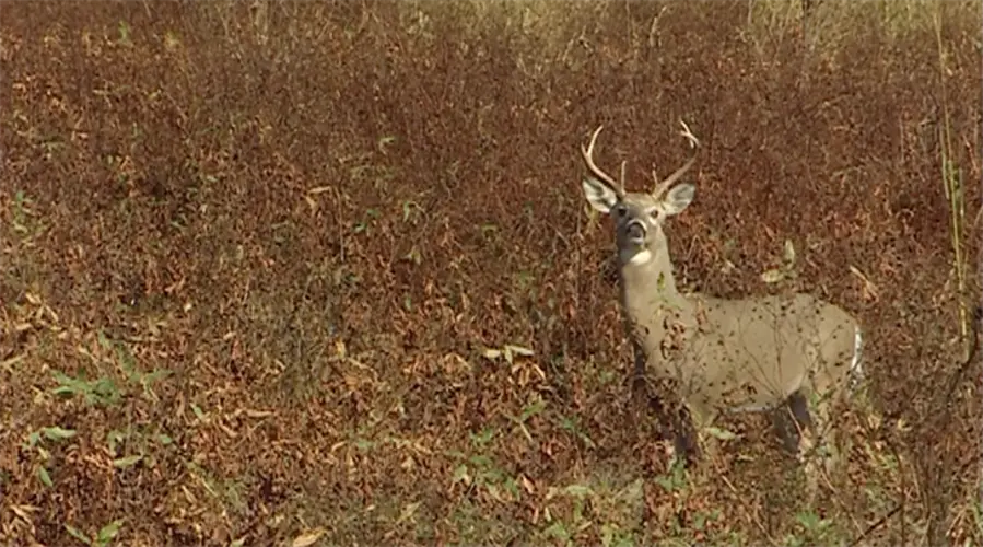 Outdoor notes: Firearm deer season opens Nov. 16