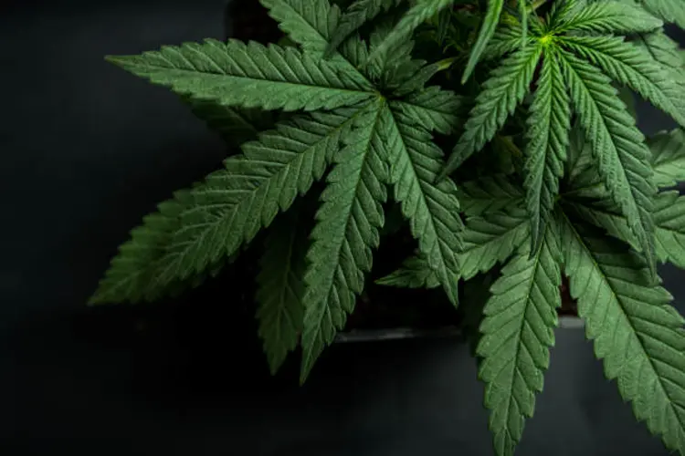 Wyoming holding out as other states legalize marijuana