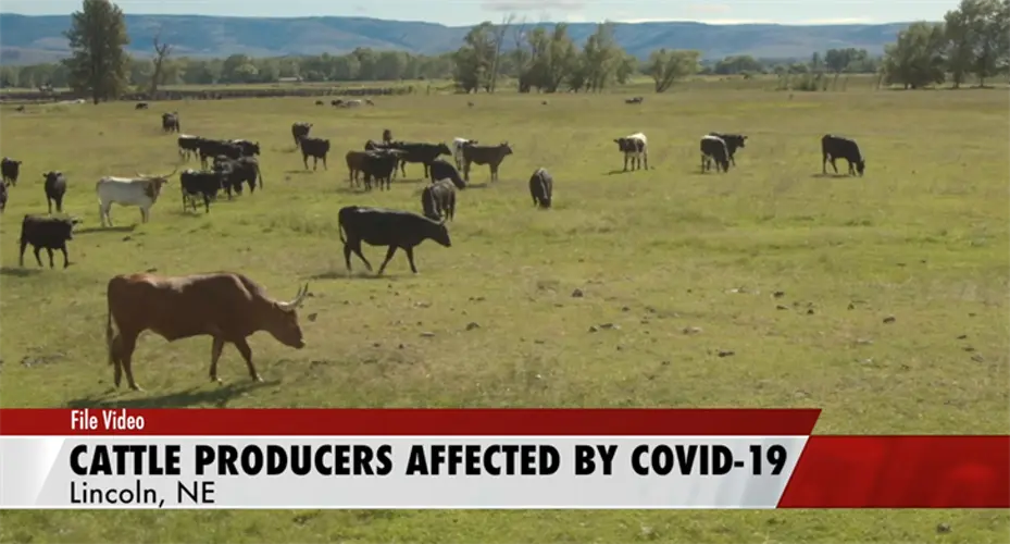 Fischer Seeks More Solutions for Cattle Producers Affected by COVID