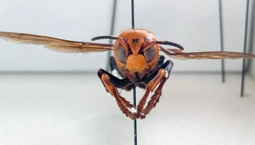 ‘Murder hornets’ spotted in United States