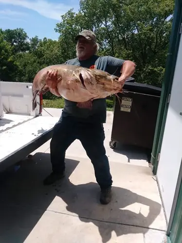 Record Setting Flathead Catfish Caught In Missouri River At Brownville