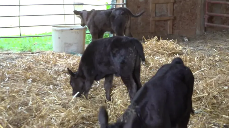 Calving becomes difficult in this cold
