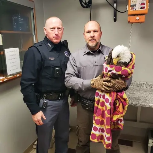 Nebraska State Patrol Helps Rescue Bald Eagle From River