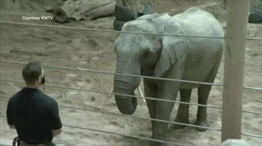 Henry Doorly Zoo announces second elephant pregnancy