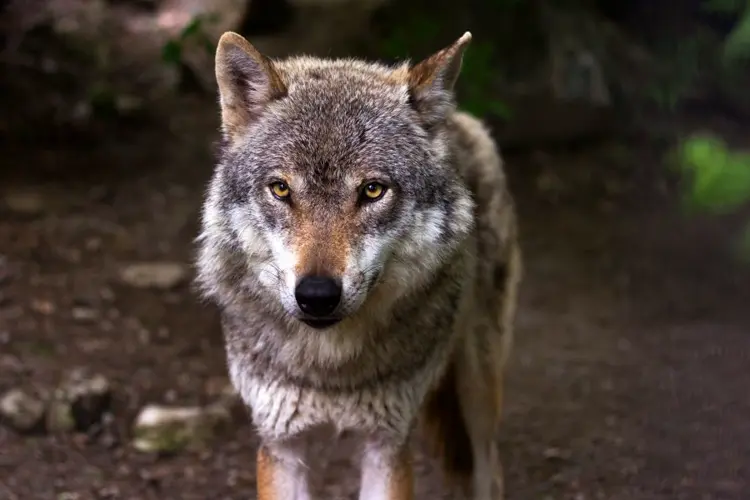 Gray wolf killed by rancher last year in northern Nebraska