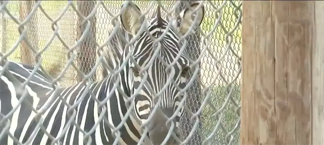 Riverside Discovery Center receives three new animals