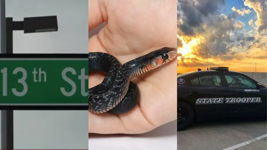 Cuban government protests, endangered snakes and more: All of the biggest weekend stories