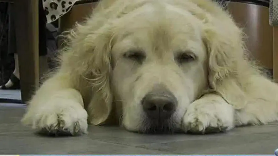 Therapy dogs return to Lincoln hospital