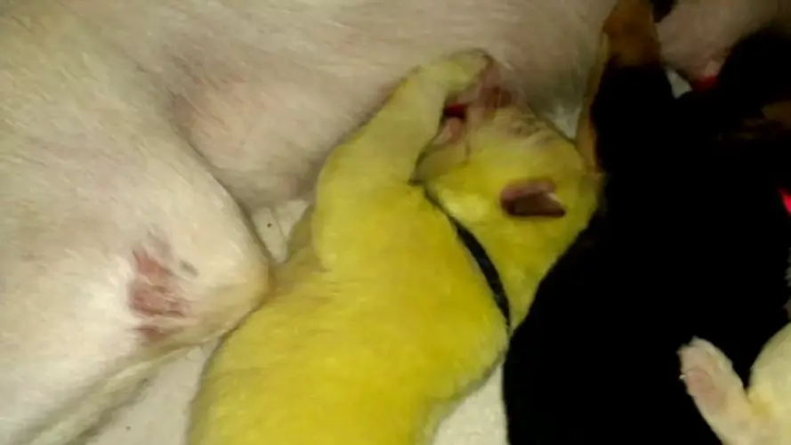 "Hulk" the green puppy is born