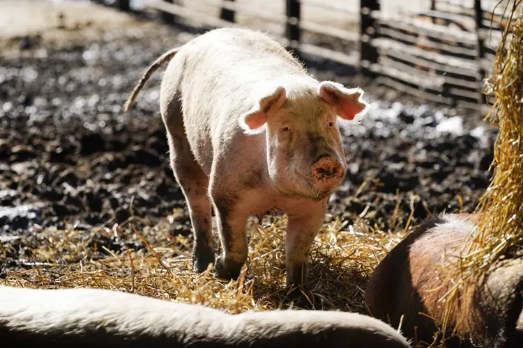 Will new bacon law begin? California grocers seek delay