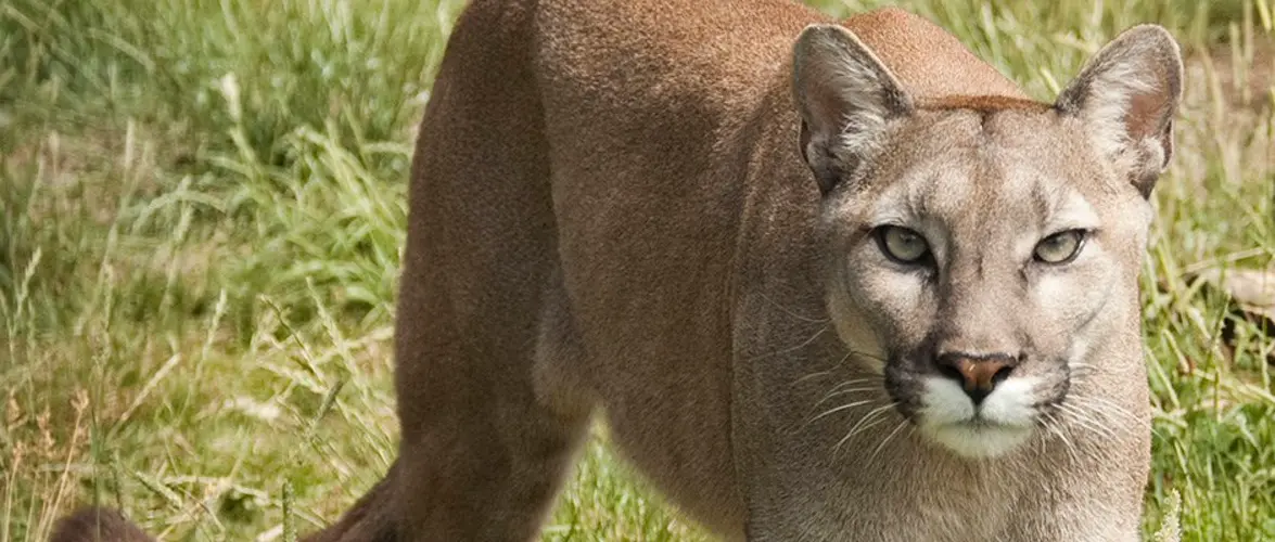 Confirmed mountain lion observation in Norfolk