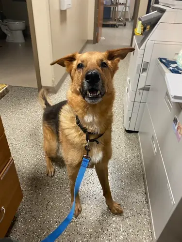 Benjie: The Pet of the Week