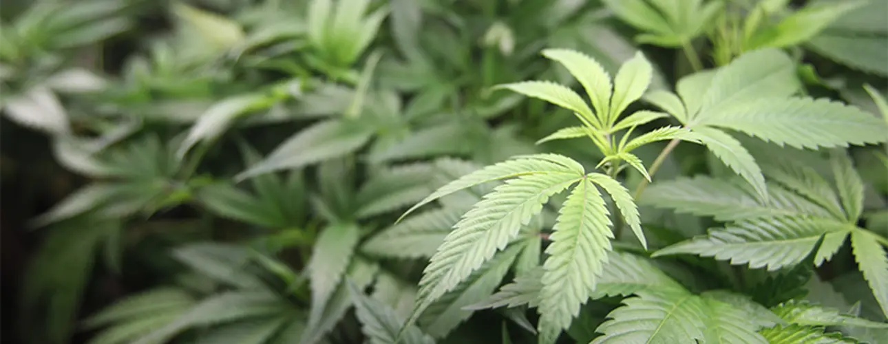 New polling finds 70% support for legalizing medical cannabis