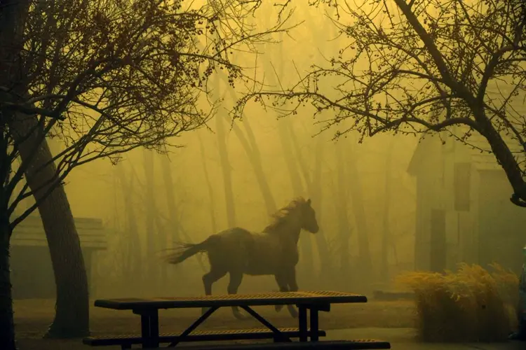 Horse photographed during Colorado wildfire recovering