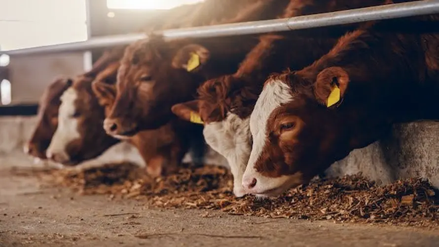 Bird flu’s spread from poultry to cattle to humans provokes worry among feds, states